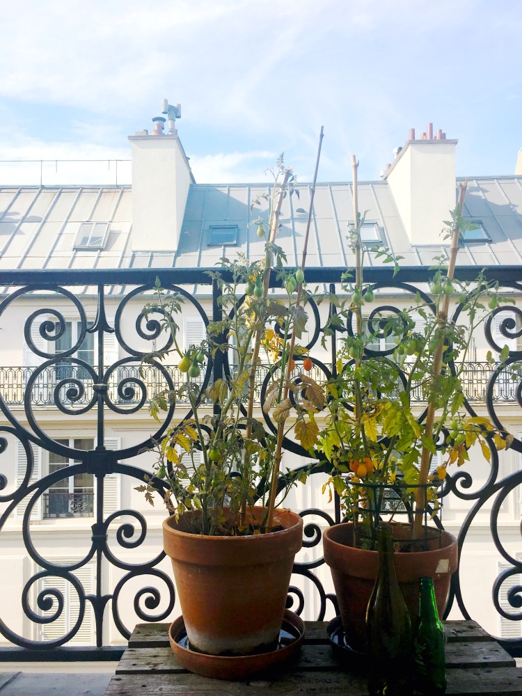 HowToDecorateyourParisianApartment_tomato plants