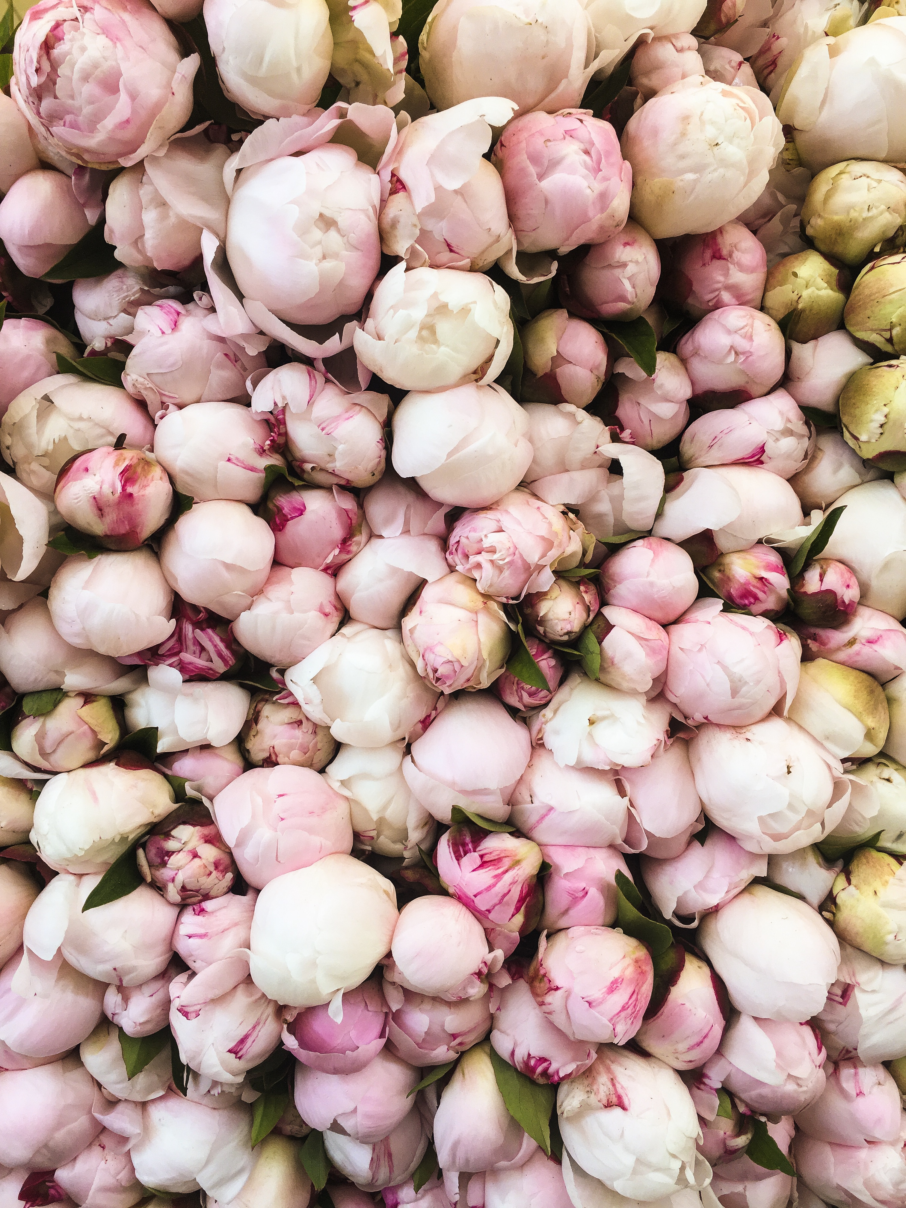 Peonies at the market in Neuilly-sur-Seine, France