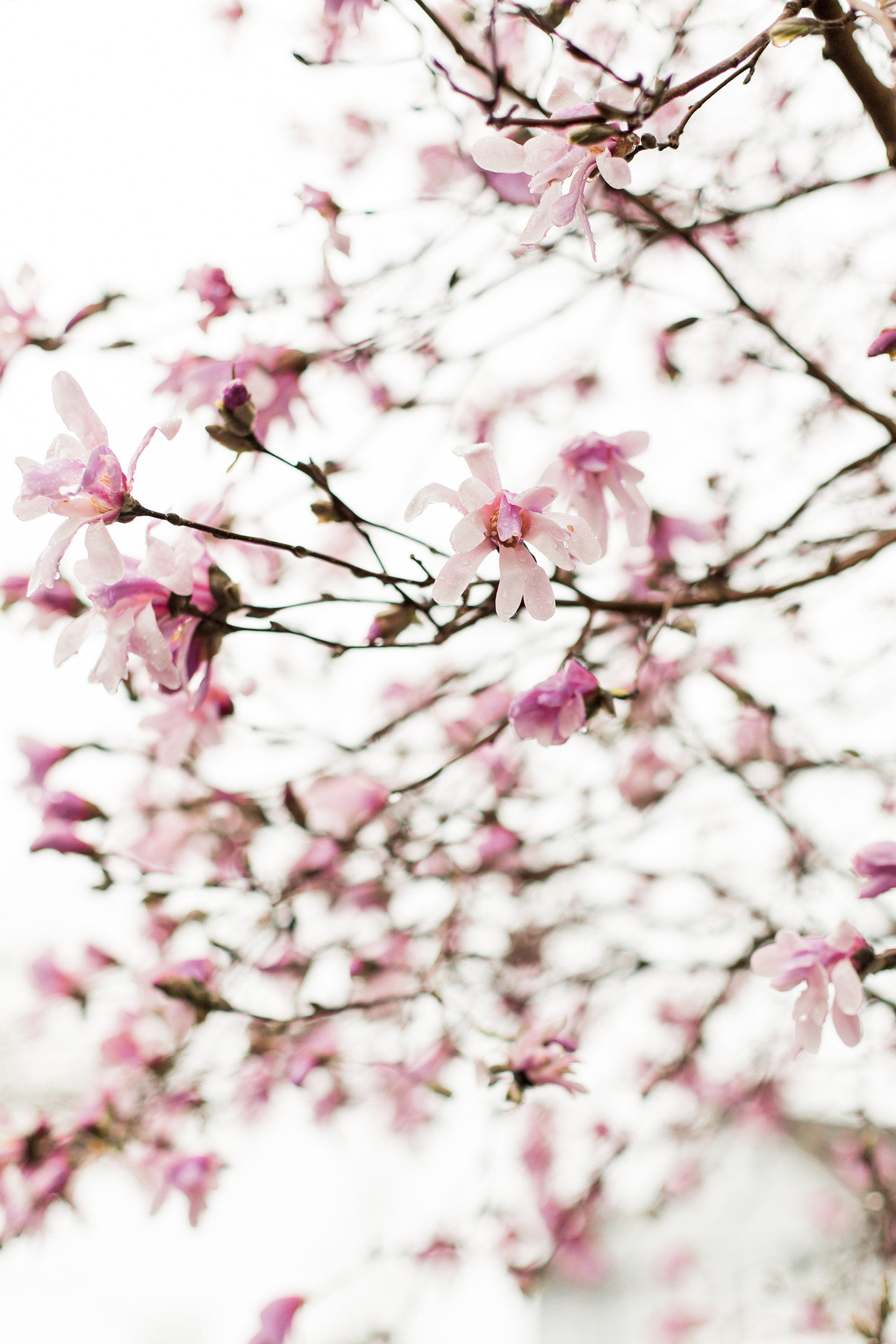 Spring photography by Kristina Staal Photography