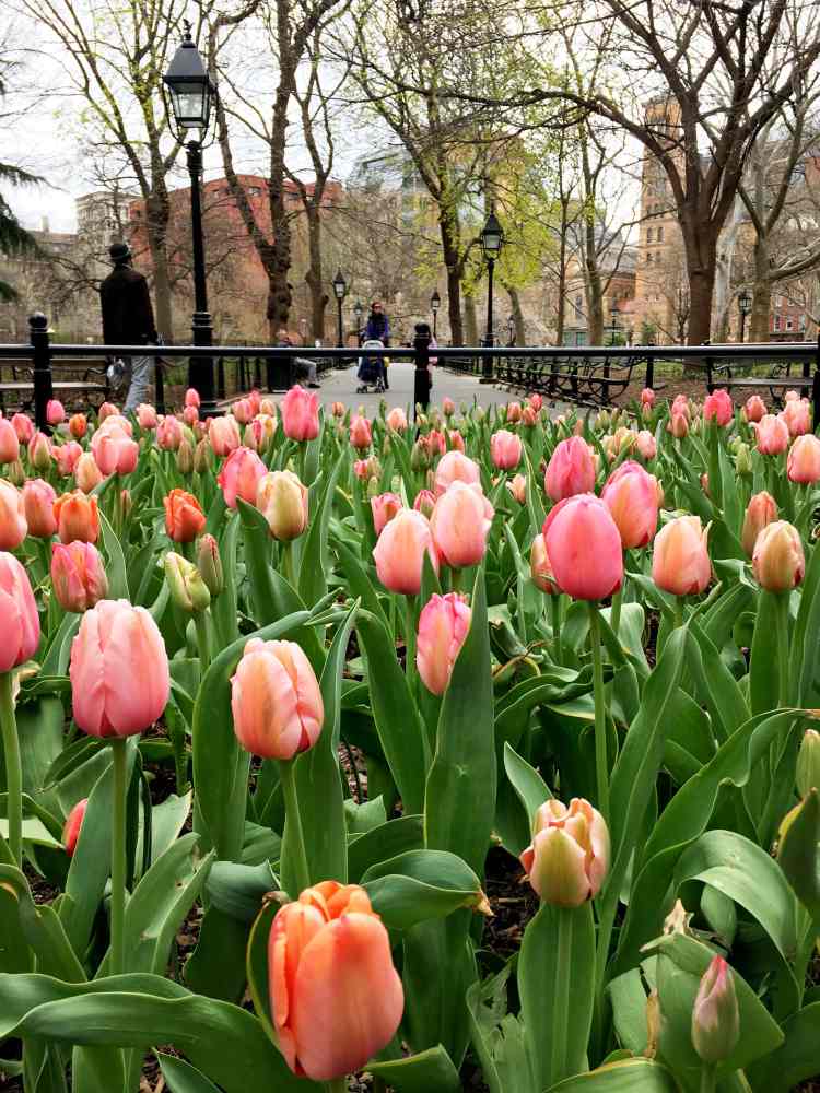 Central Park in spring