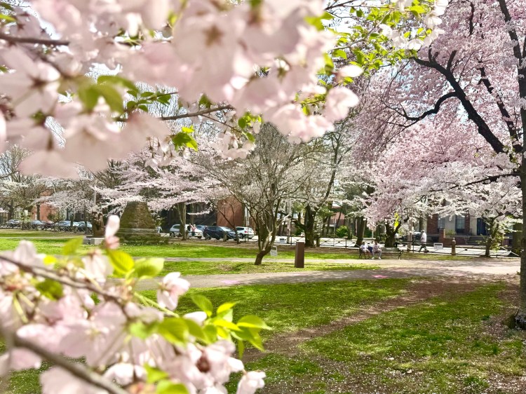 Wooster Square Park with blooming cherry blossoms in New Haven, CT