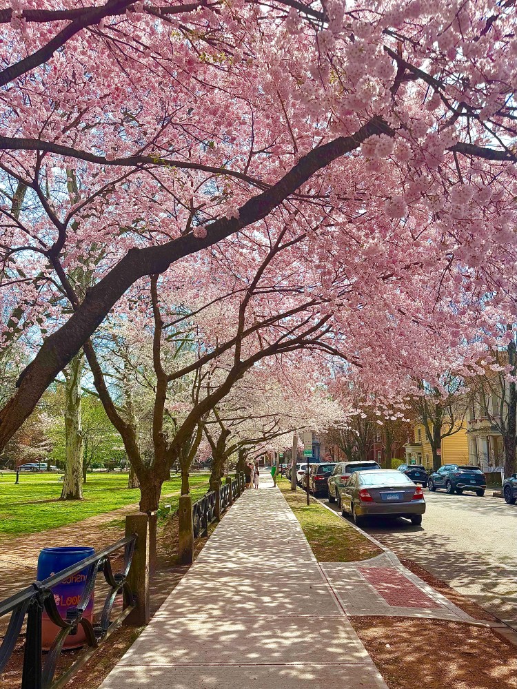 Wooster Square Park in New Haven, CT