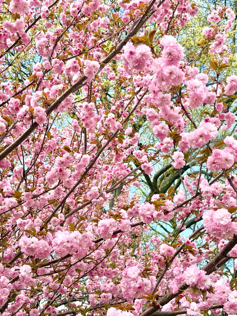 Cherry blossoms at Mill River Park in Stamford, CT