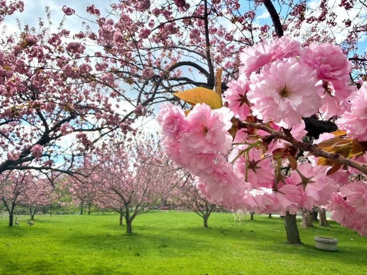 Mill River Park in Stamford, CT